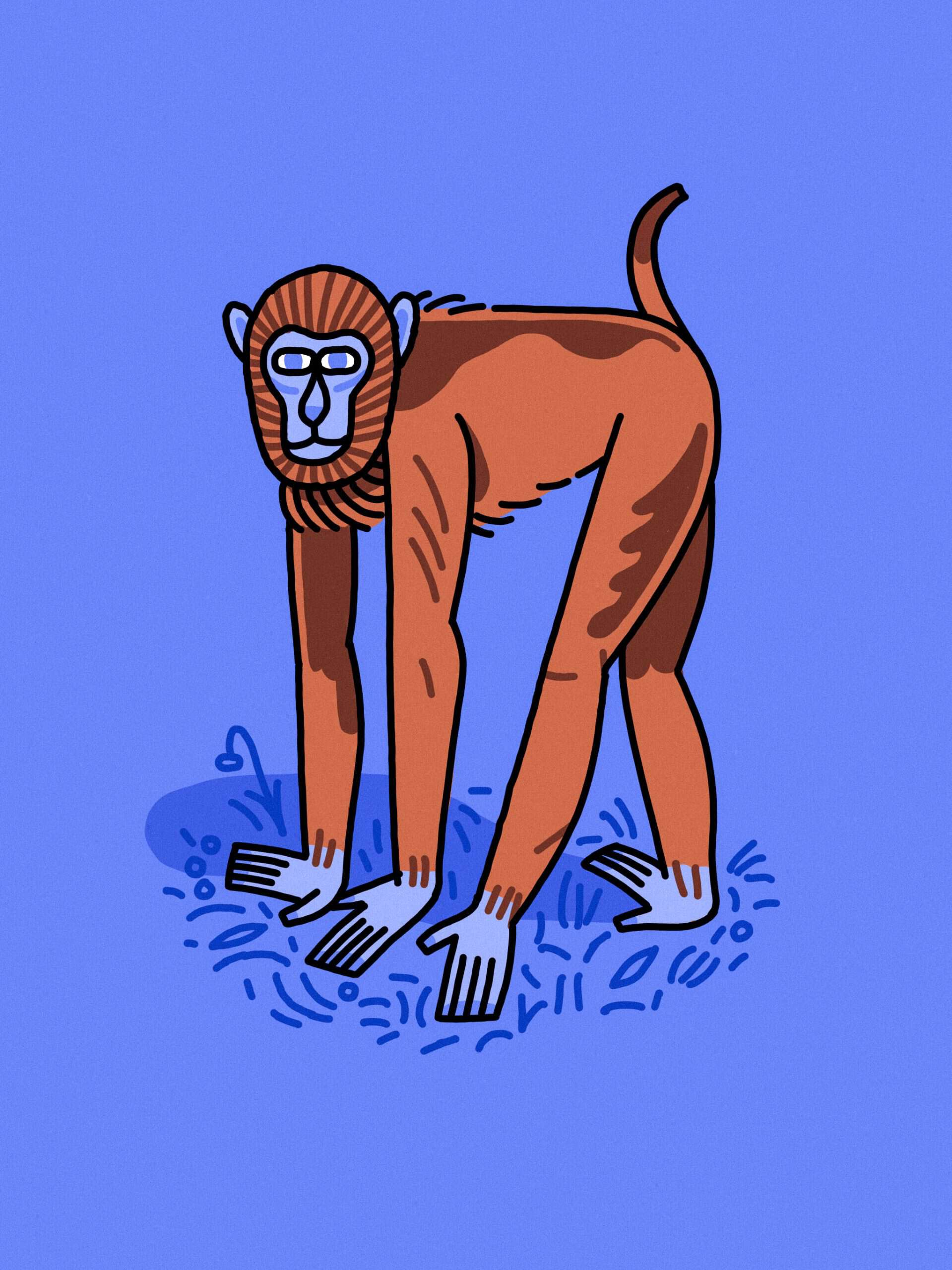 Brown Baboon